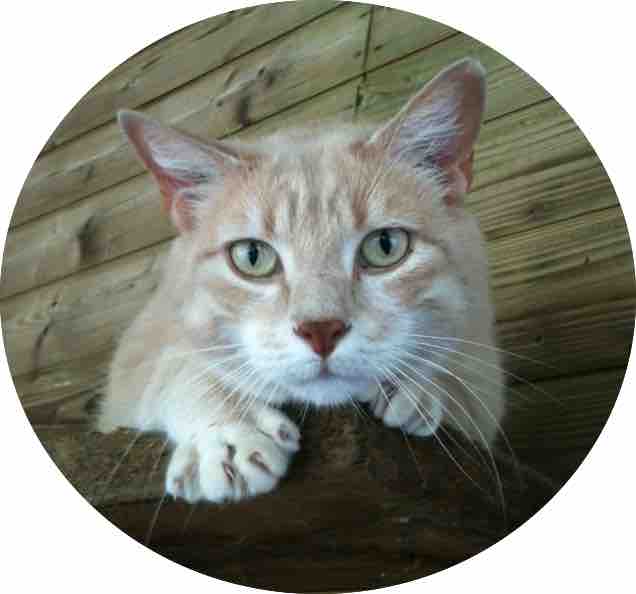 comportement chat le mans