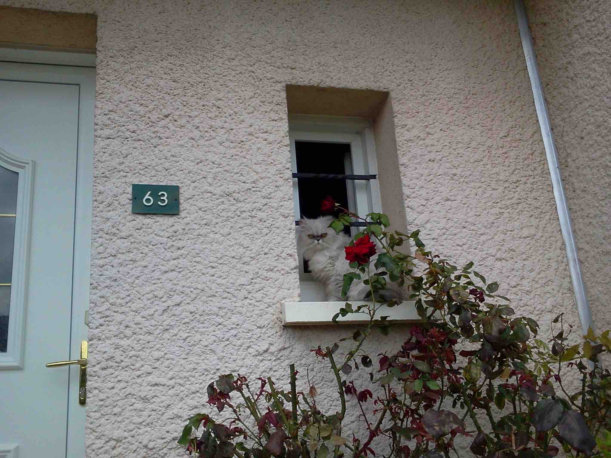 specialiste comportement chat