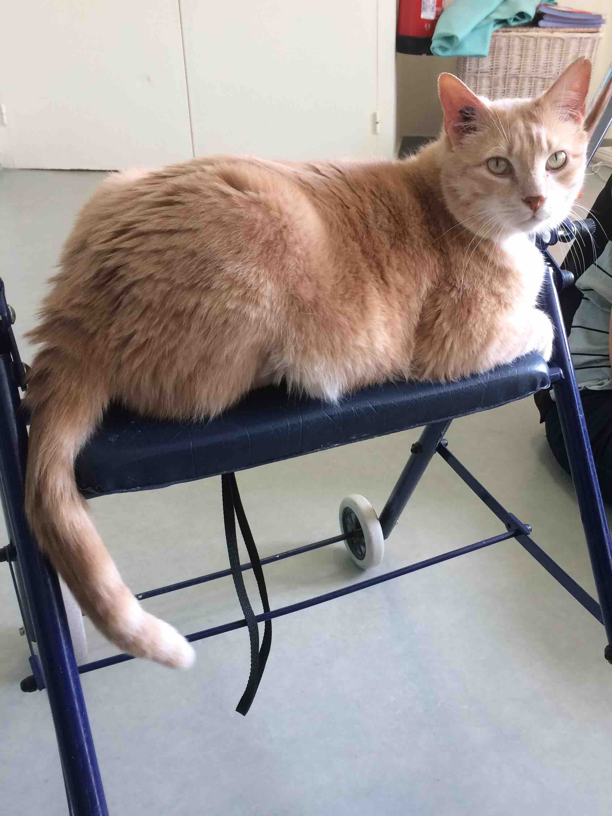 therapie par le chat sarthe