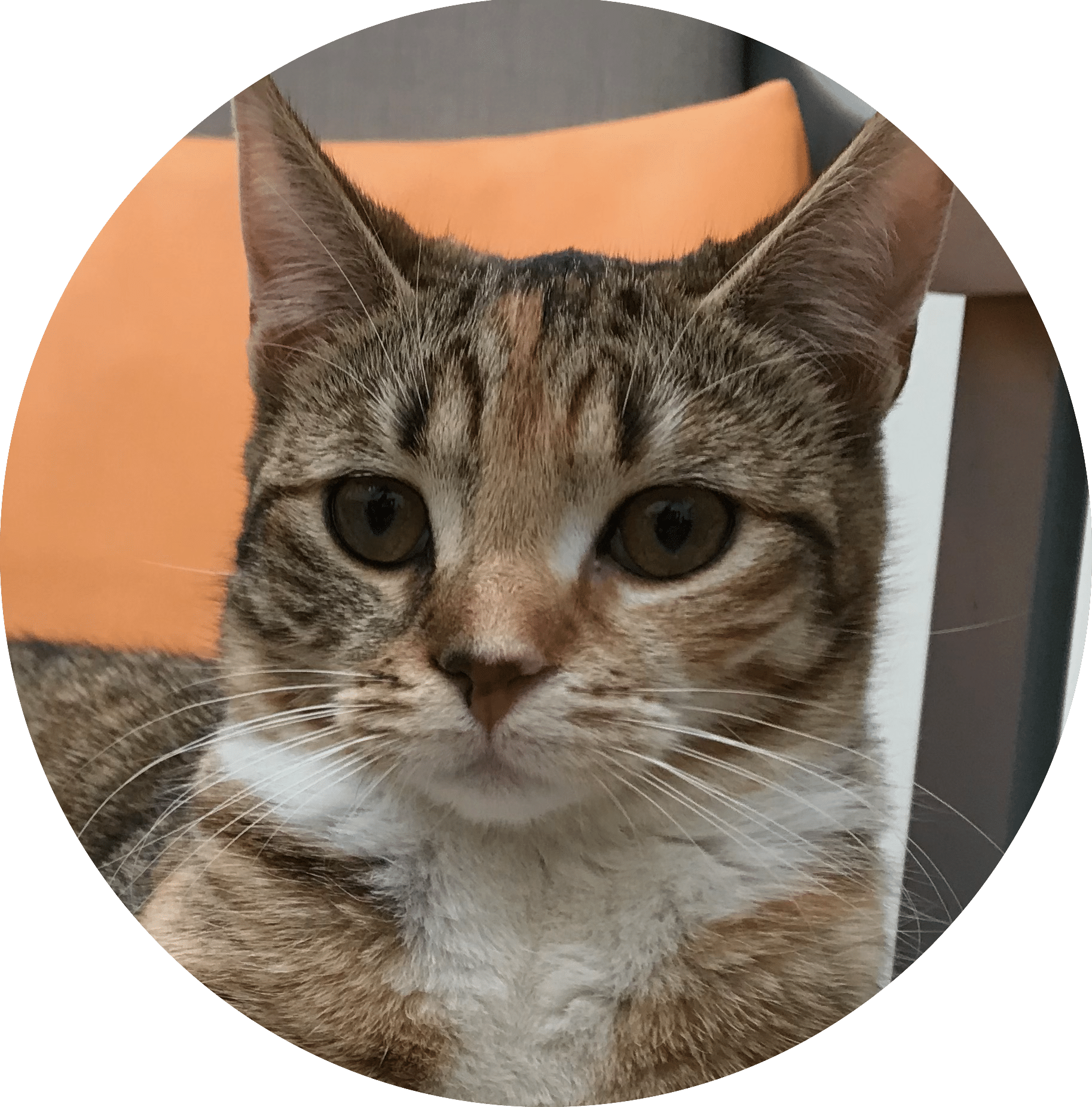 comportementaliste chat le mans
