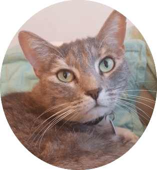 comportement chat le mans