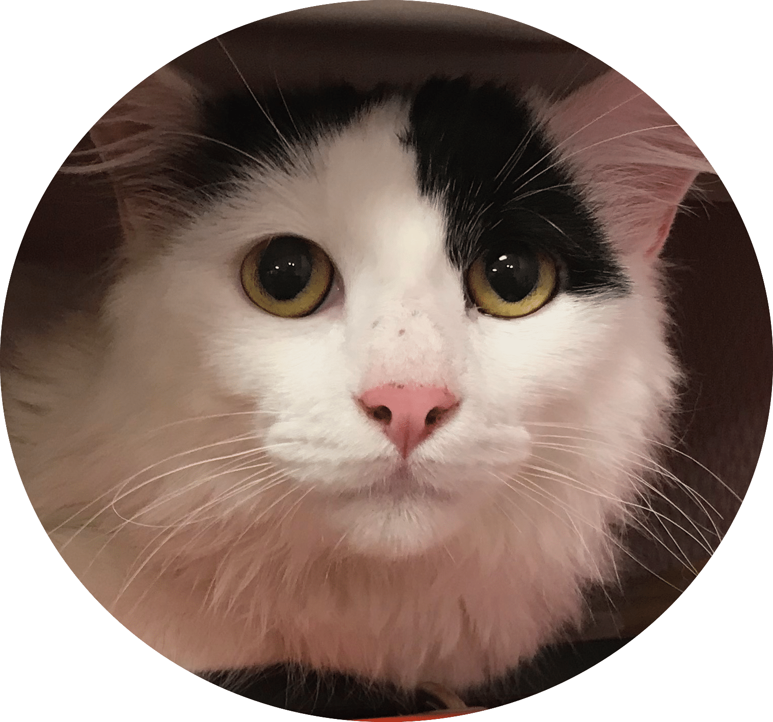 ethologue chat sarthe