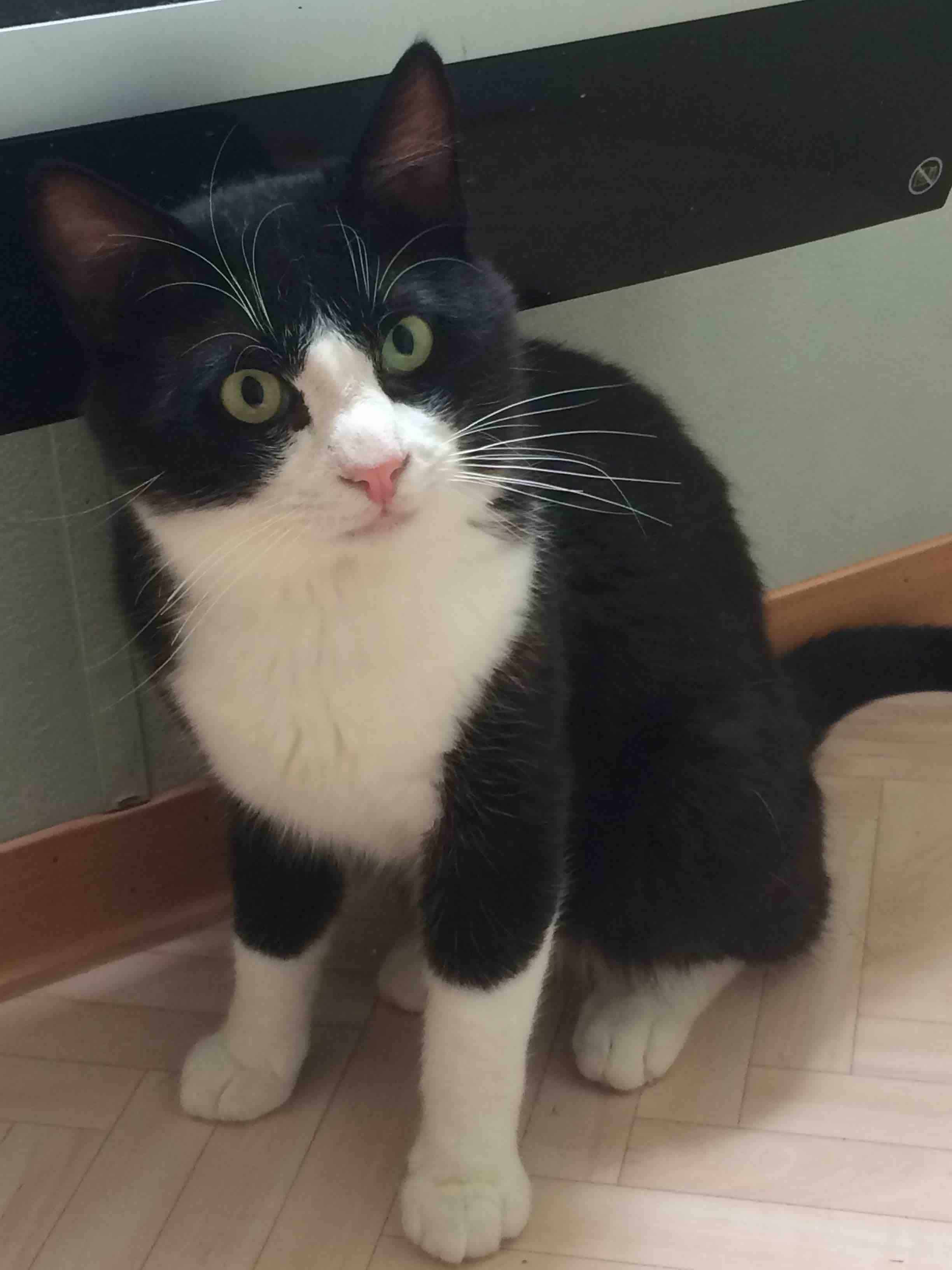 comportementaliste chat craintif le mans
