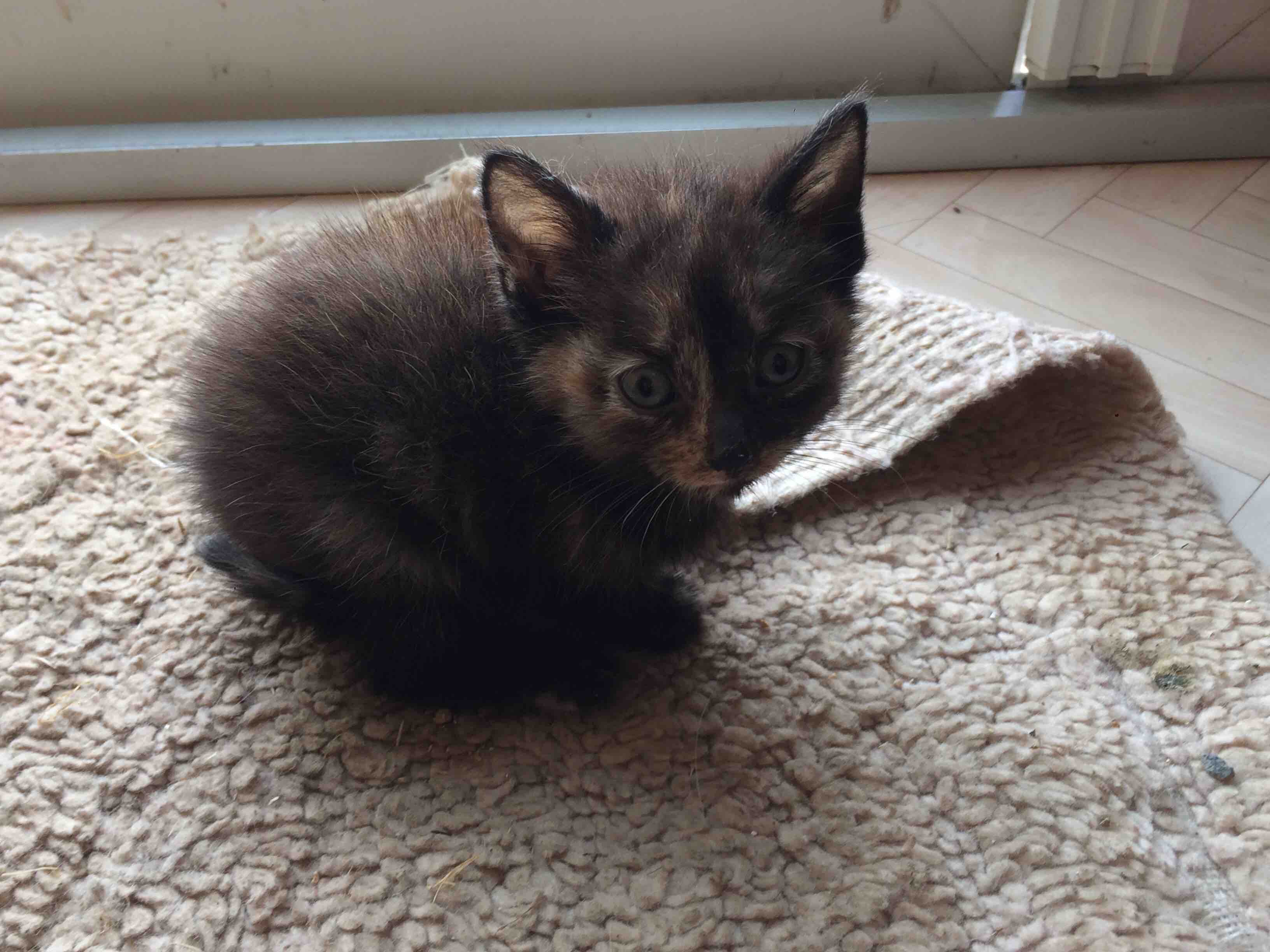 comportementaliste chat craintif sarthe
