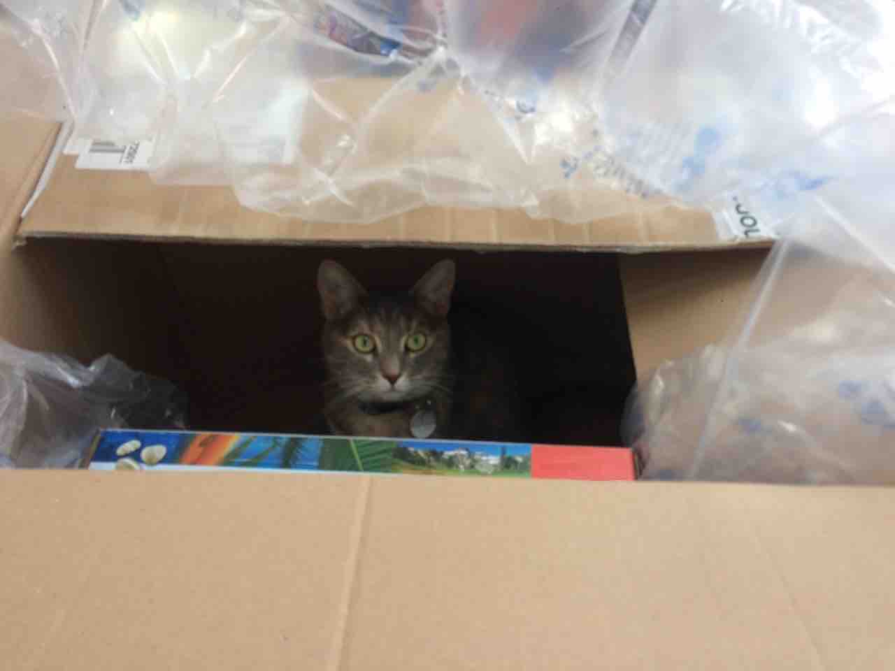 comportementaliste chat demenagement sarthe