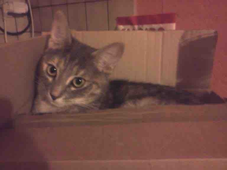 comportementaliste chat demenagement