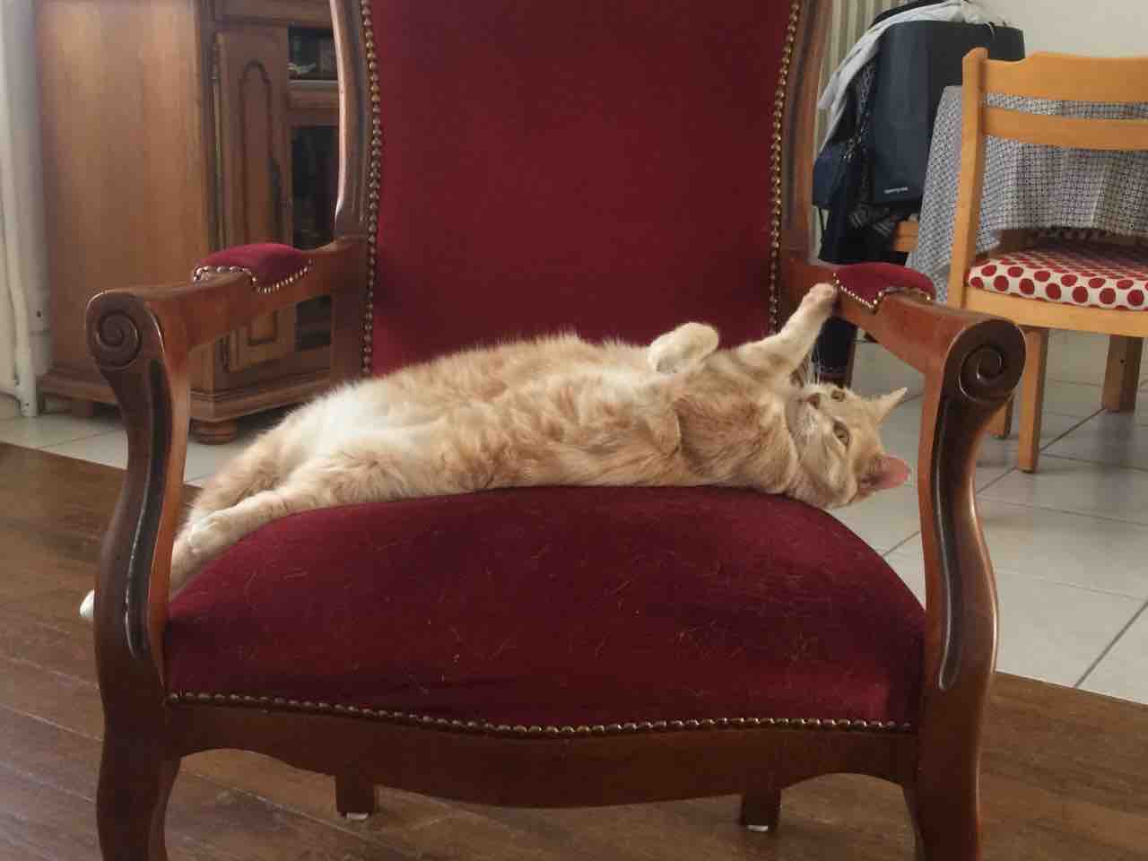comportementaliste chat roi le mans
