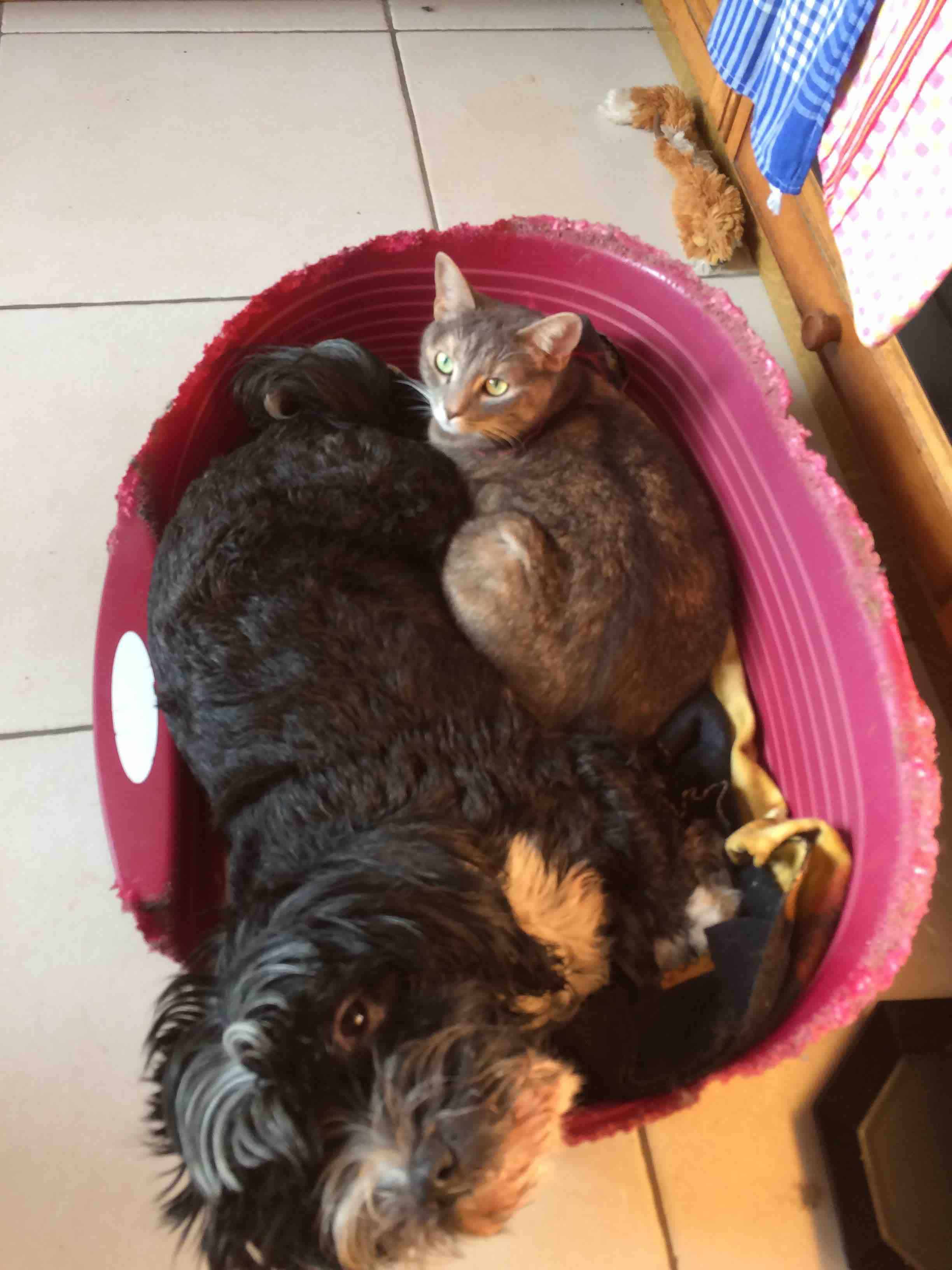 comportementaliste chien chat