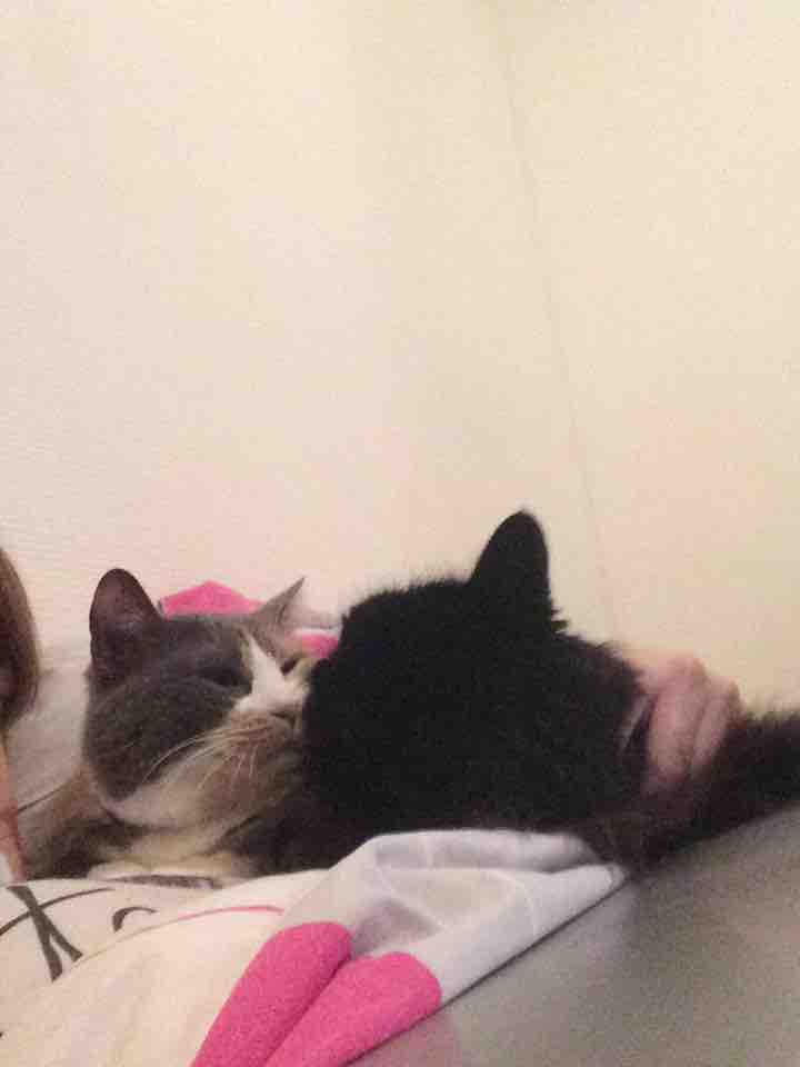 comportementaliste cohabitation chat chat