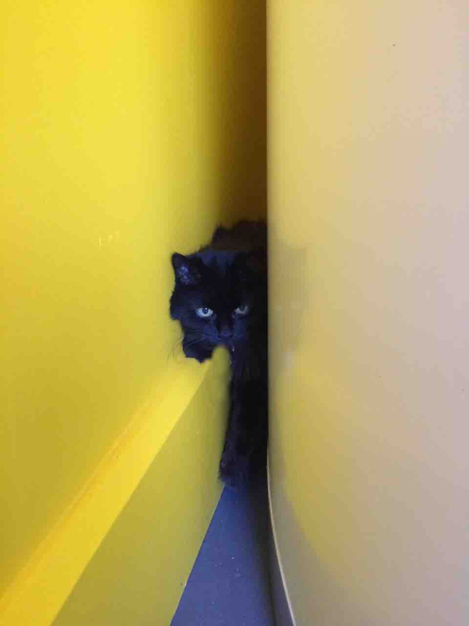 comportementaliste et specialiste felin