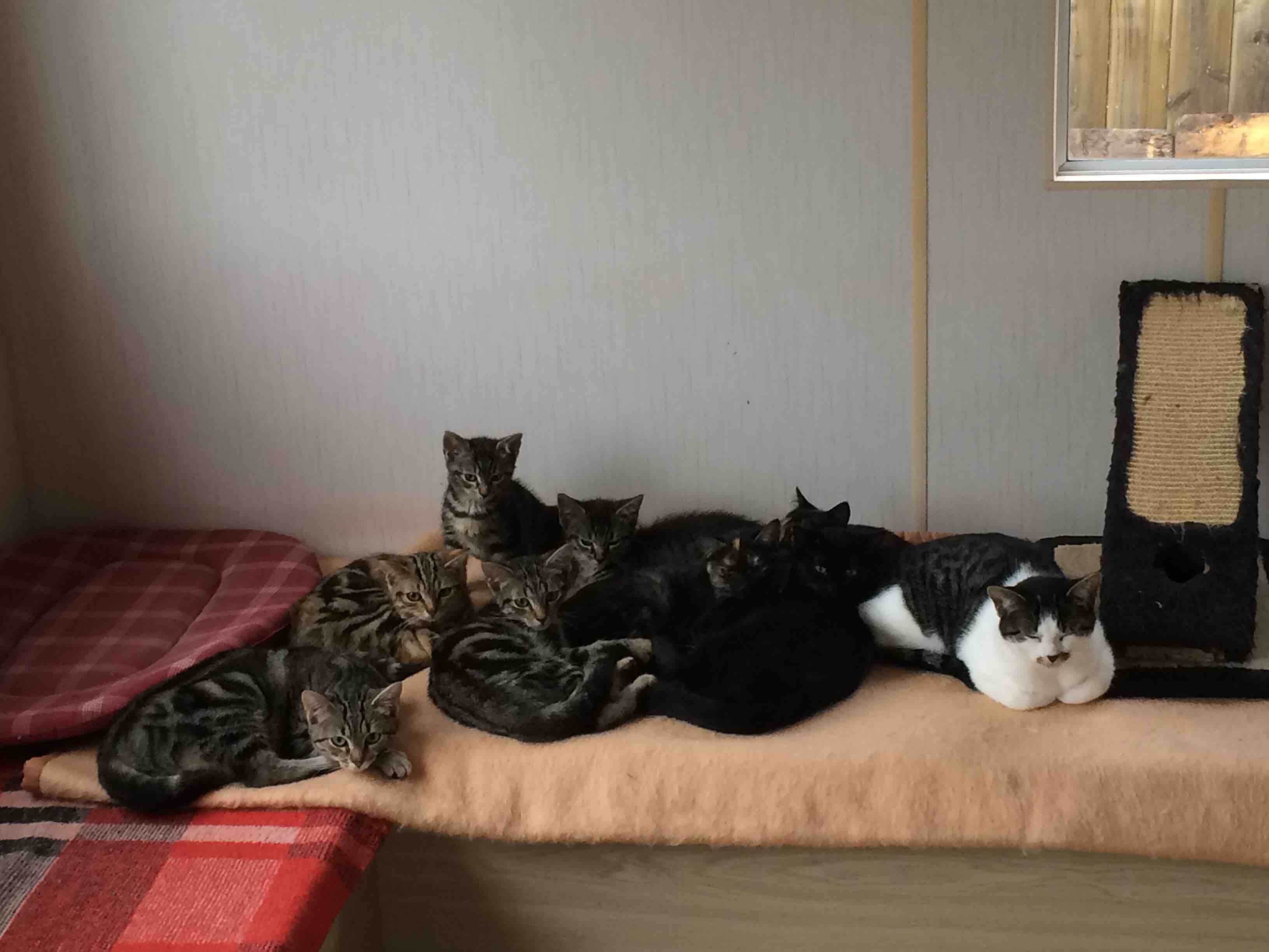 comportementaliste felin le mans