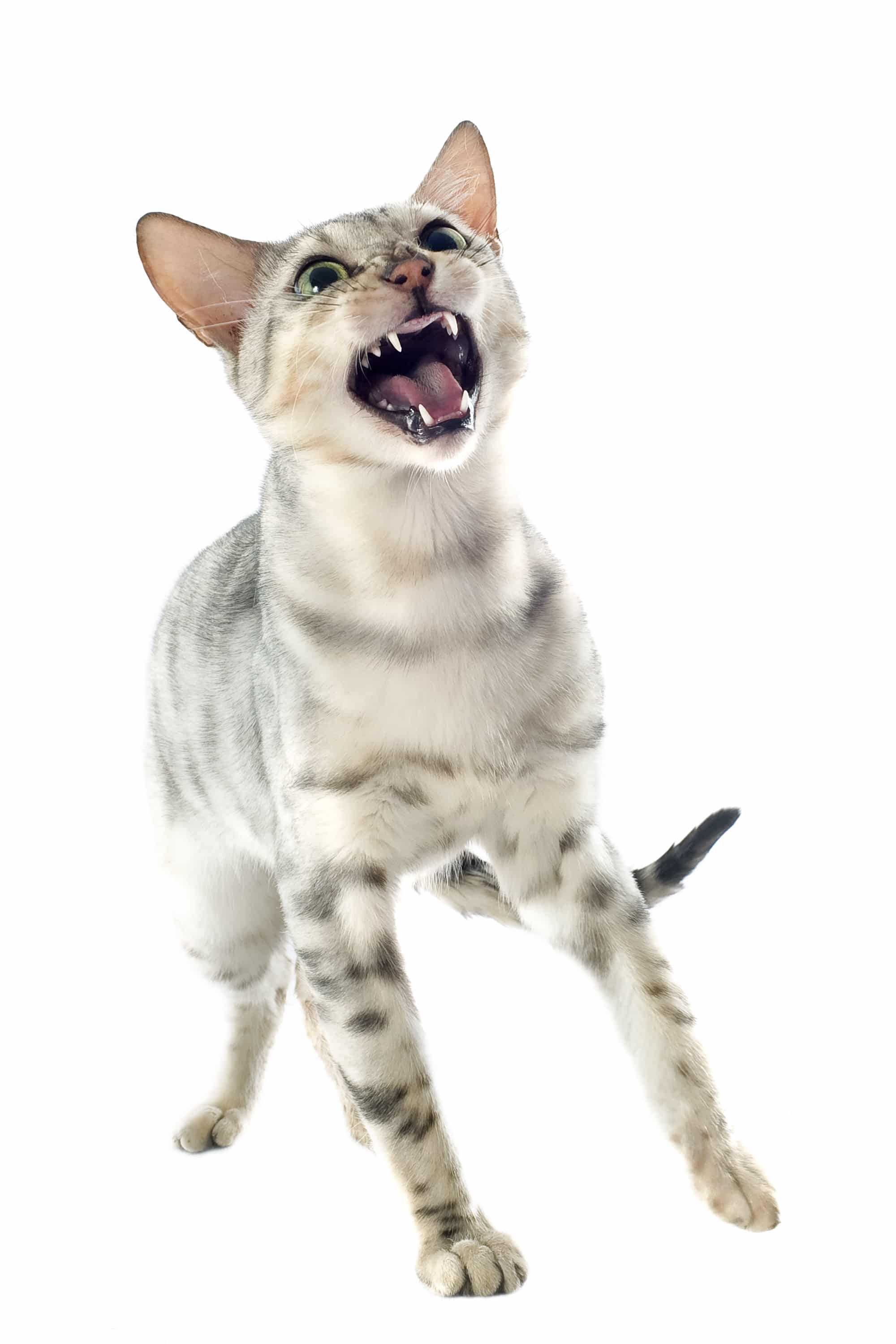 specialiste comportement chat agressif