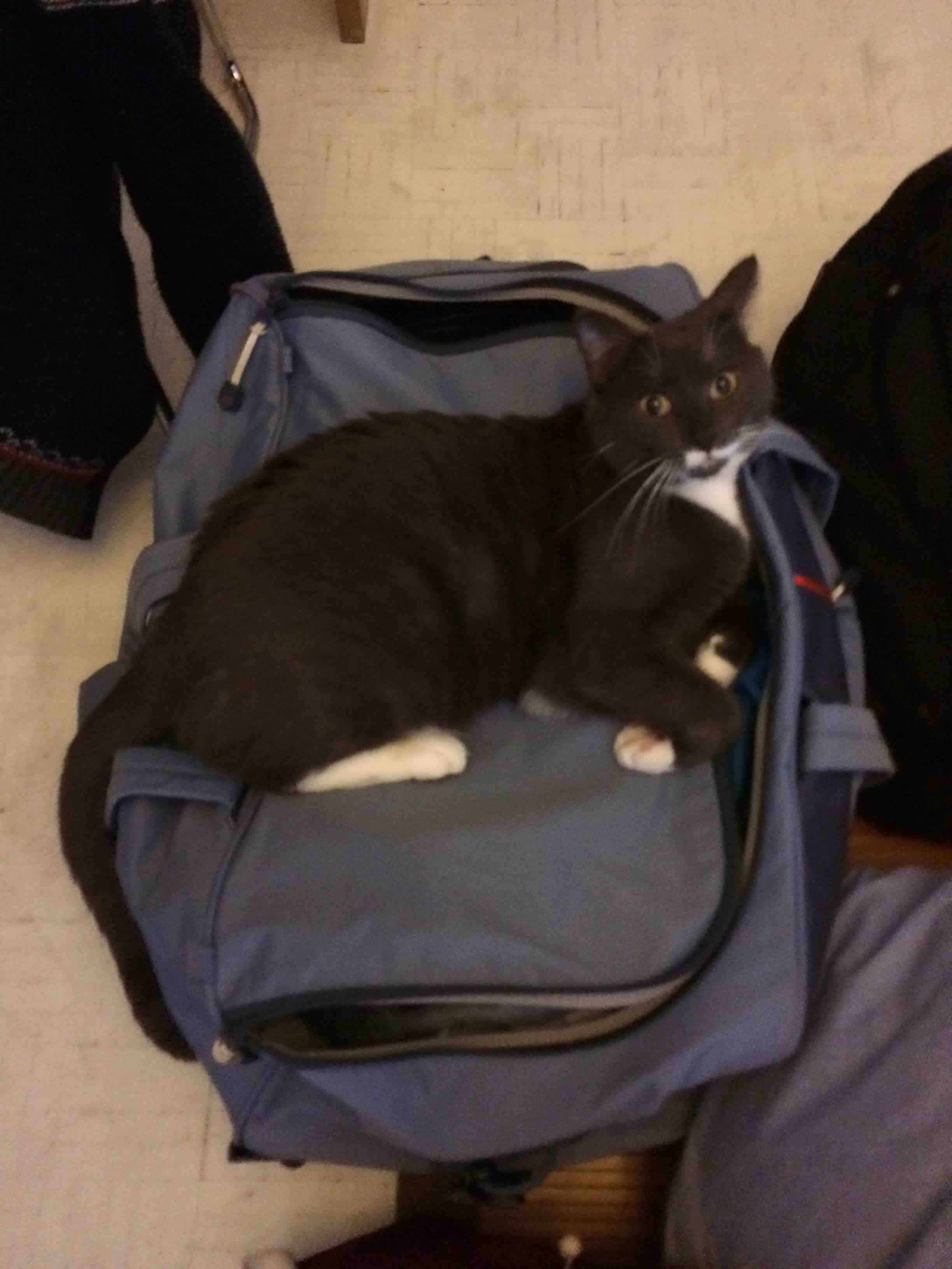 specialiste comportement chat demenagement