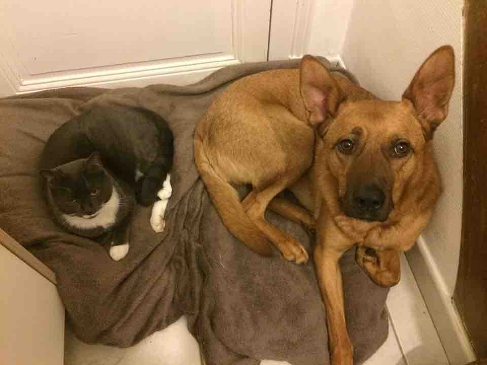 specialiste comportement chien chat