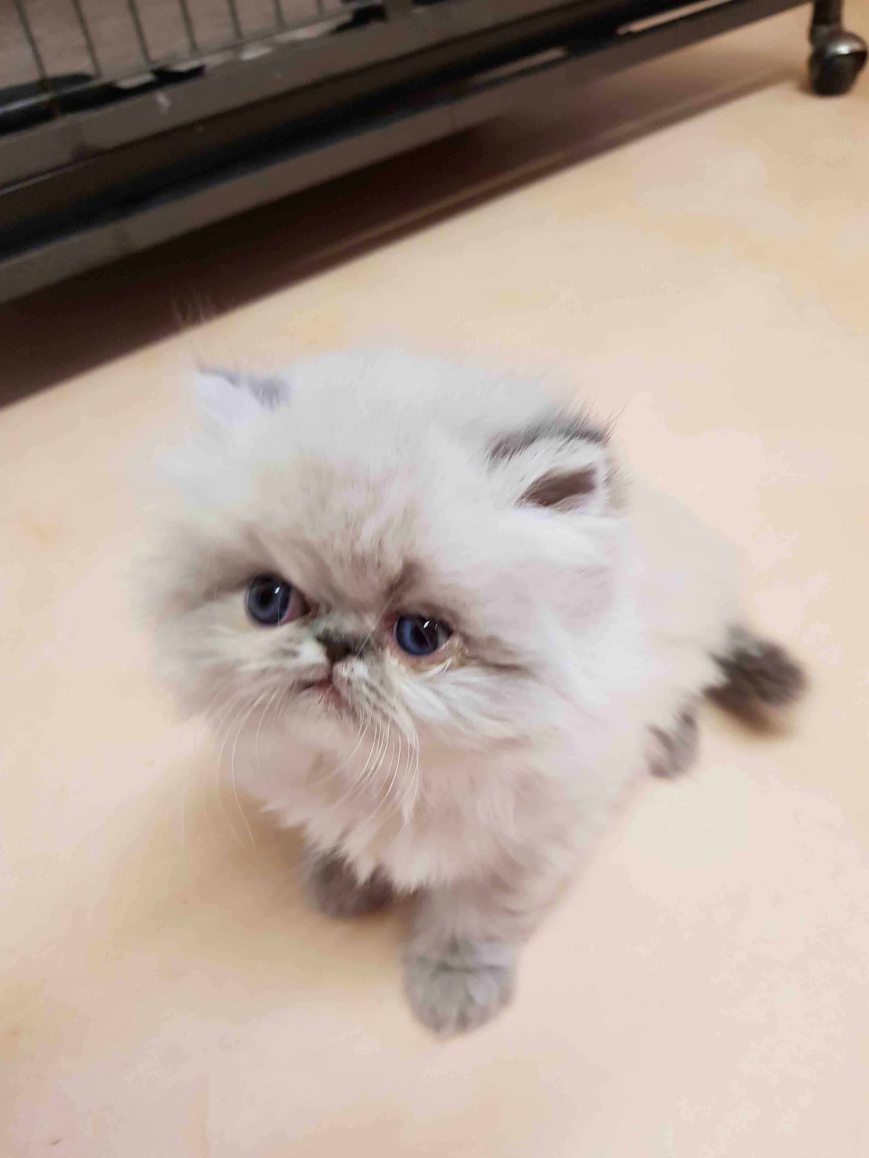 specialiste comportement du chat roi le mans