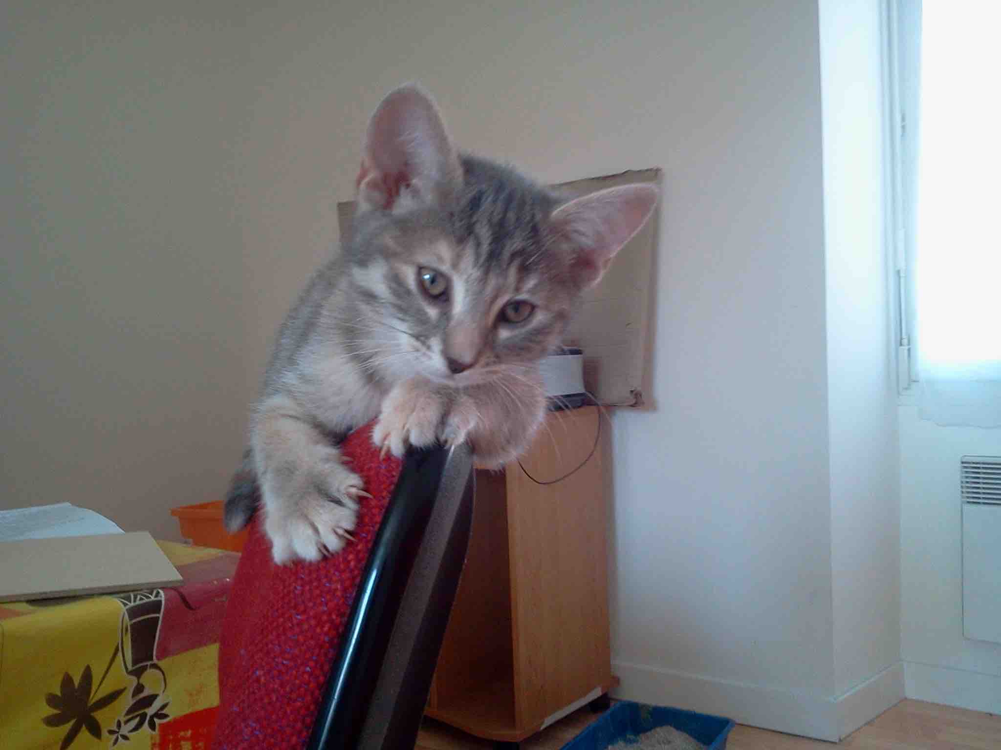 specialiste comportement du chat